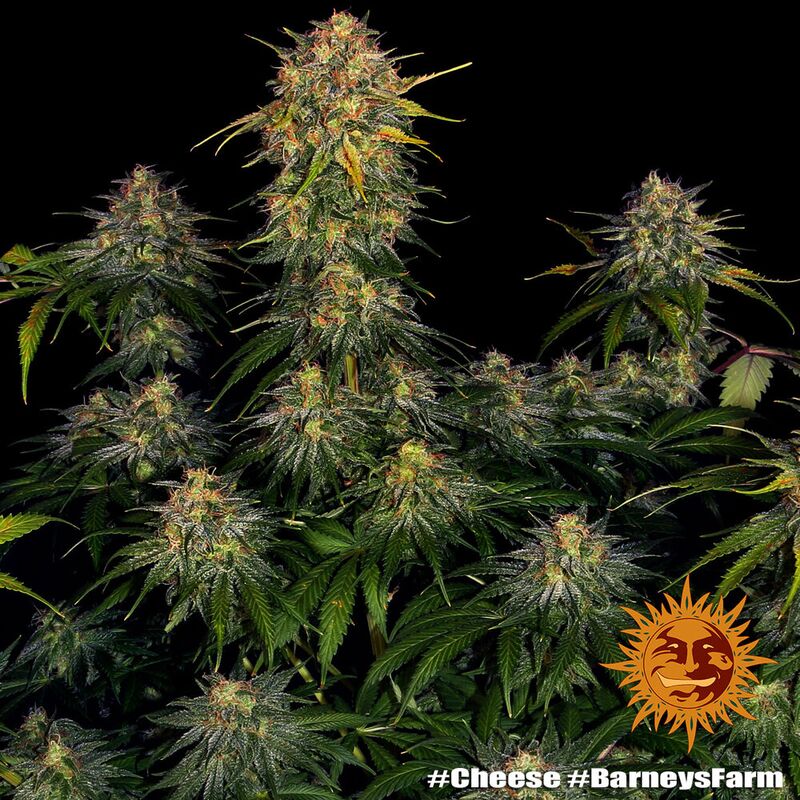 Cheese, Фасовка: 5, изображение 6